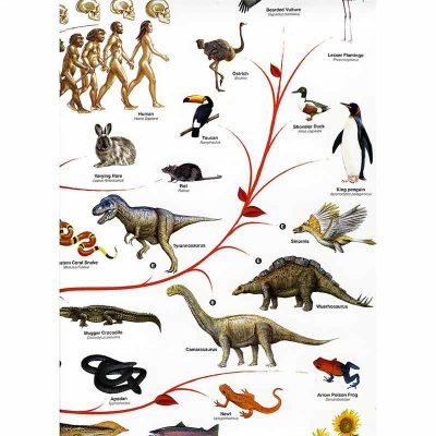 Poster Scientifique Biologie - Poster Scientifique - Science Labs