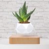 Modern Floating Succulent