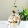 The Capsule "Origin" Hydroponic Avocado Vase