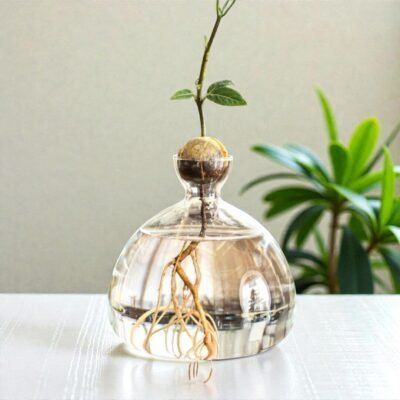 The Capsule "Origin" Hydroponic Avocado Vase