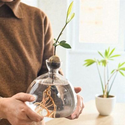 The Capsule "Origin" Hydroponic Avocado Vase