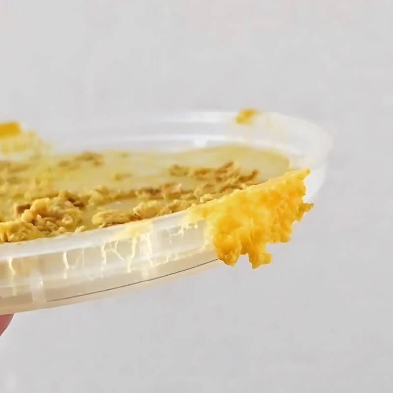 slime mold kit