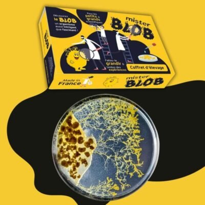 slime mold kit