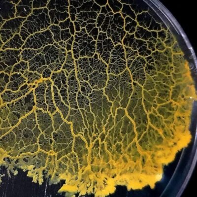 slime mold kit photo 2