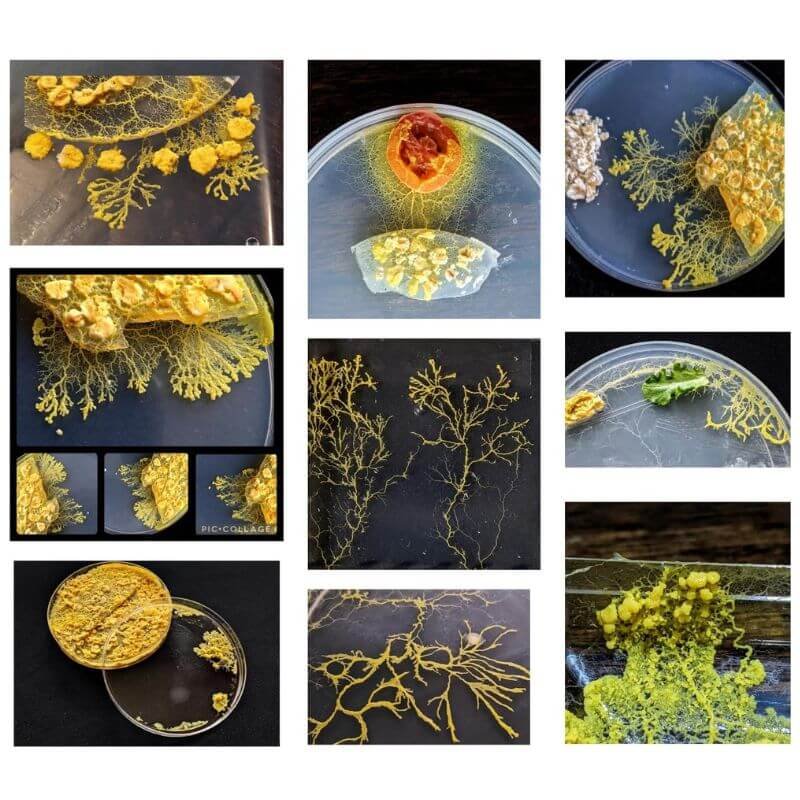 slime mold kit