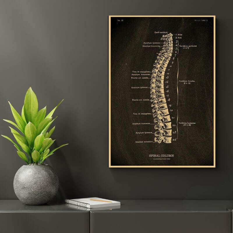 Human Body Anatomy Poster