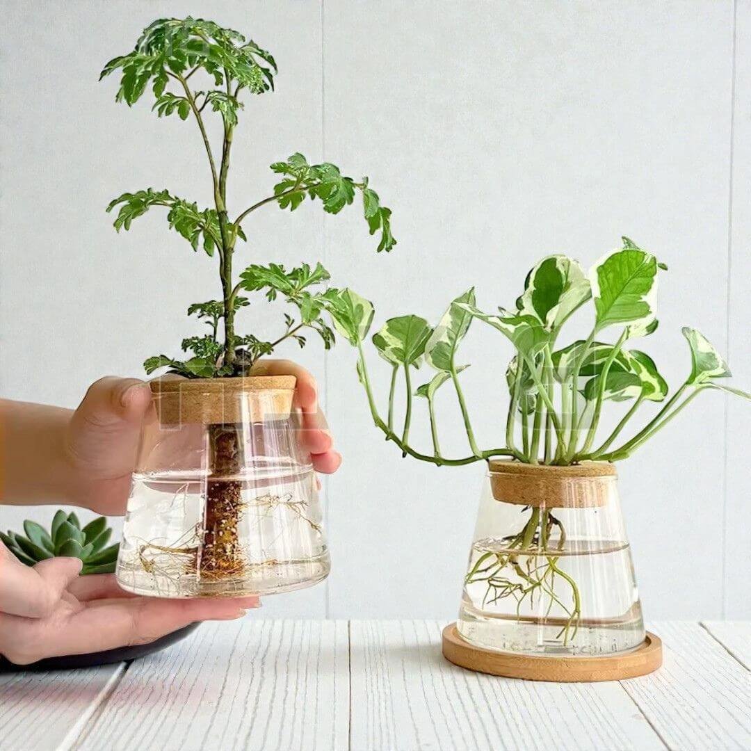 Genesis Hydroponic Station