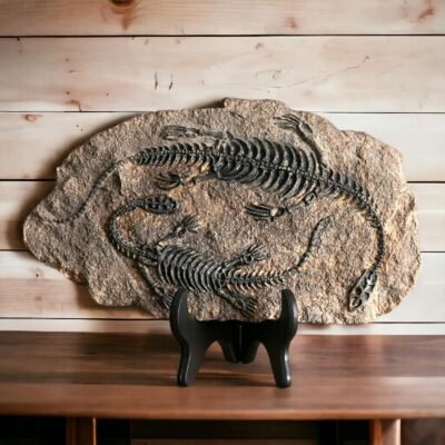 Dinosaur Fossil Replica Plaque